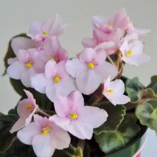 African Violets (Baby Pink) - Plant