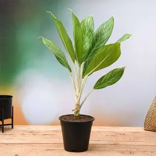 Aglaonema Stripes