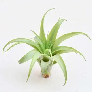 Air Plant, Tillandsia brachycaulos (Small) 