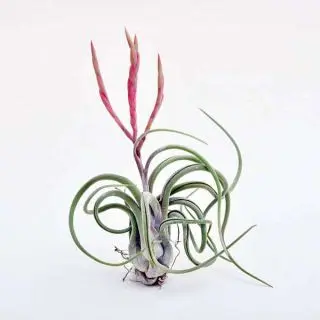 Air Plant, Tillandsia caput medusae (Large) 