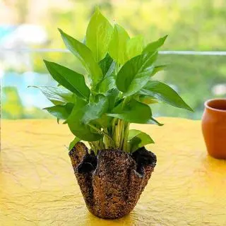 Air Purifier Money Plant with Decorative Fiberglass Pot