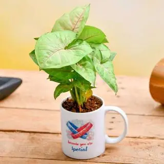 Air Purifying Syngonium in a Best Friend Mug_