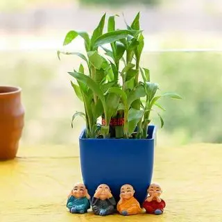 Alluring 2 Layer Lucky Bamboo for AC Office Desk 