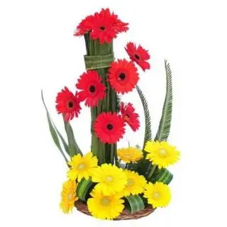 Arrangement of 15 gerberas in Red and yellow colour