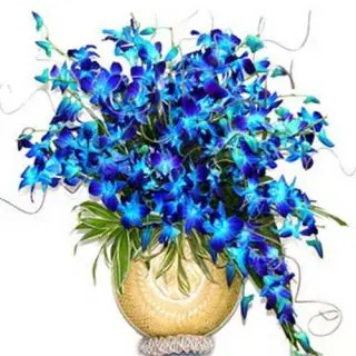 Arrangement of 20 orchids beautifully Arranged in vase
