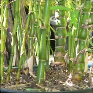 Bambusa Ventricosa, Buddha Belly Bamboo Plant 