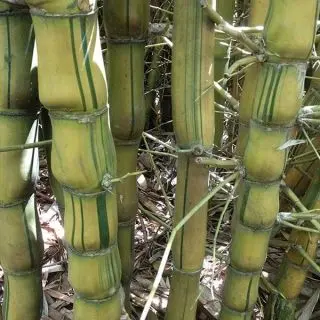 Bambusa Ventricosa Kimmei, Buddha Belly Bamboo Variegated Plant 