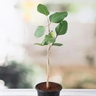 Banyan Tree of Magha Nakshatra Leo or Singh Rashi Plant 