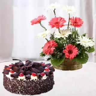 Basket arrangement of 10 pink and white gerberas with  black forest chocolate cake 