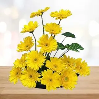 Basket arrangement of 20 yellow gerberas
