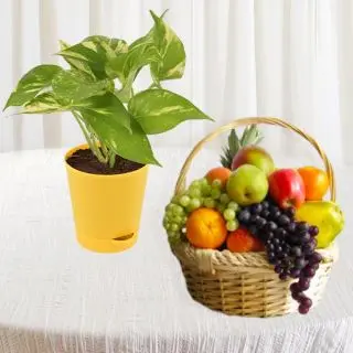 Basket of 3 kg assorted seasonal fruits with money plant in a pot 