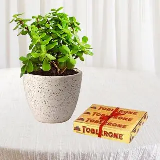 Beautiful jade plant in ceramic pot with set of 3 toblerone chocolates 