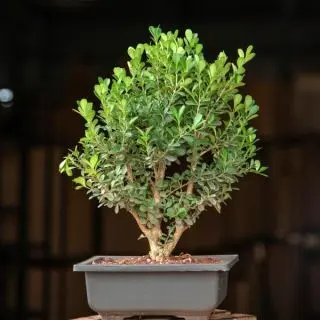 Boxwood Bonsai Plant 