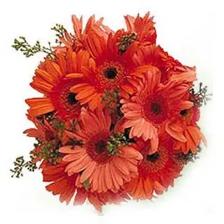 Bunch of 12 Red Gerberas