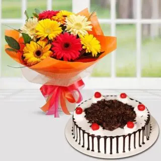 Bunch of mix colour gerberas with black forest cool cake 