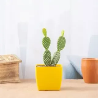Bunny Ear Cactus, Opuntia microdasys - Cactus Plant 
