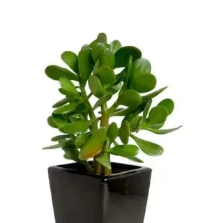 Crassula ovata, Jade plant (Small leaf)