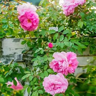 Creeper Rose - Plant