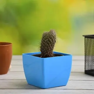 Cylindropuntia fulgida - Cactus Plant 