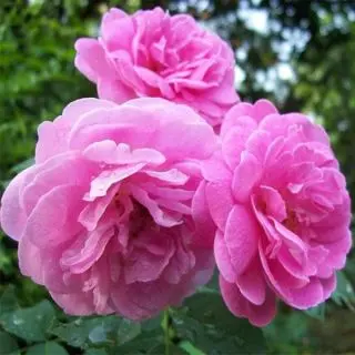 Damascus Rose, Scented Rose (Any Color) 