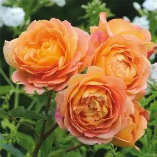English Rose (Orange)plant