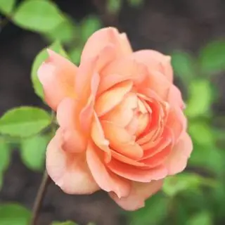 English Rose (Peach) - Plant