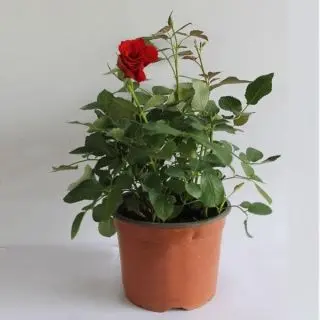 English Rose (Red) - Plant