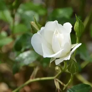 English Rose (White) - Plant