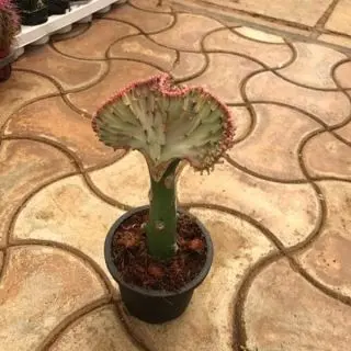 Euphorbia Crested - Plant 