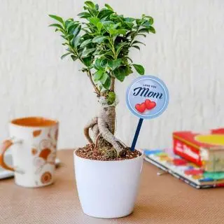 Fantastic Ficus Bonsai for Fabulous Mother 