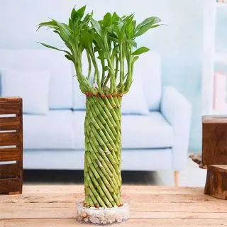 Fengshui Wheel Arrangement Lucky Bamboo in a Bowl with Pebbles