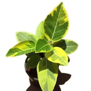 Ficus Benghalensis Variegata, Banyan Variegated - Plant 