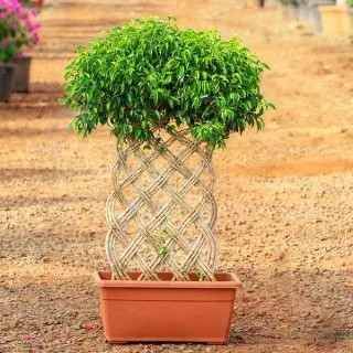 Ficus Bonsai Vertical Braided Arrangement Plant