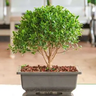 Ficus microcarpa Bonsai Plant 