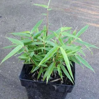 Giant cane, Arundinaria gigantea Plant