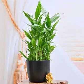 Good Luck Gift with Laughing Buddha for Auspicious Occasion 