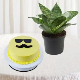 Half kg pineapple cake with sansevieria plant in pot 