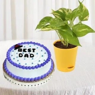 Half kg vanilla cake with money plant in pot  