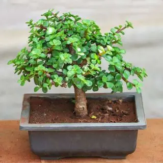 Jade Bonsai Plant 