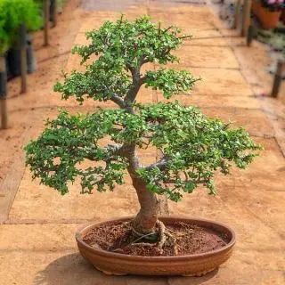 Jade Bonsai Formal Upright Style