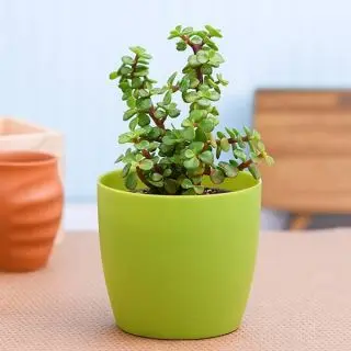 Jade Plant in fiber Pot