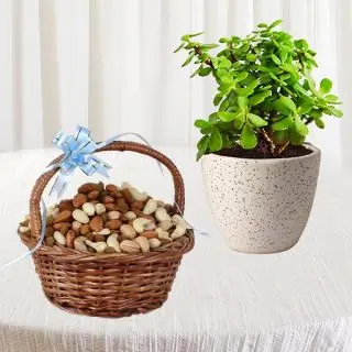 Jade plant in ceramic pot with basket of Half kg assorted nuts 