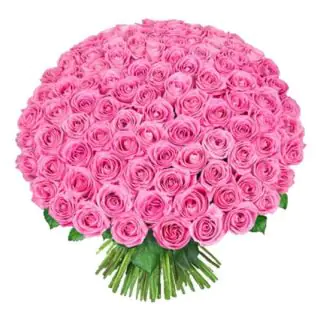 50 Pink Roses bunch