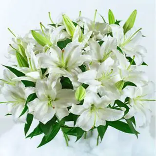 Exotic Rich Looking Bunch Of 10 White Lilies 
