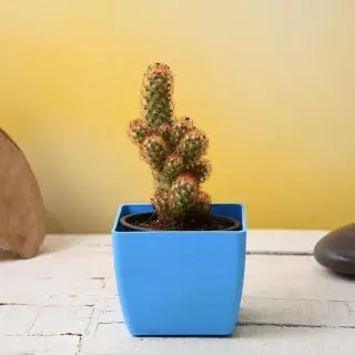 Mammilaria elongata, Copper King - Cactus Plant