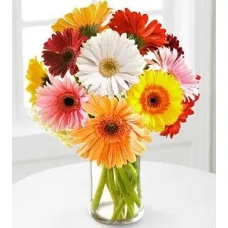 15 mix gerberas in glass vase