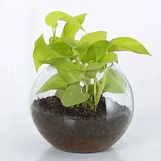 Money Plant terranium