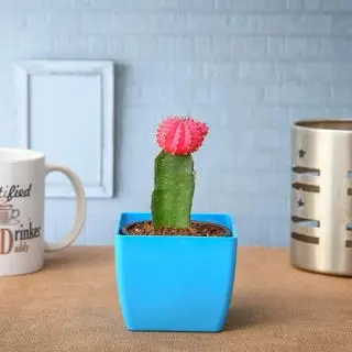 Moon Cactus (Grafted, Pink) - Cactus Plant