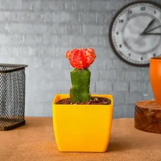 Moon Cactus (Grafted, Red) - Cactus Plant
