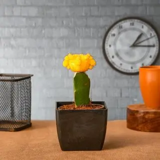 Moon Cactus (Grafted, Yellow) - Cactus Plant 